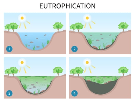 Diagram depicting 4 stages of eutrophication in watercourses